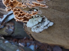 Schizophyllum commune