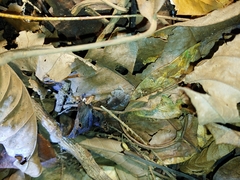 Craugastor stejnegerianus