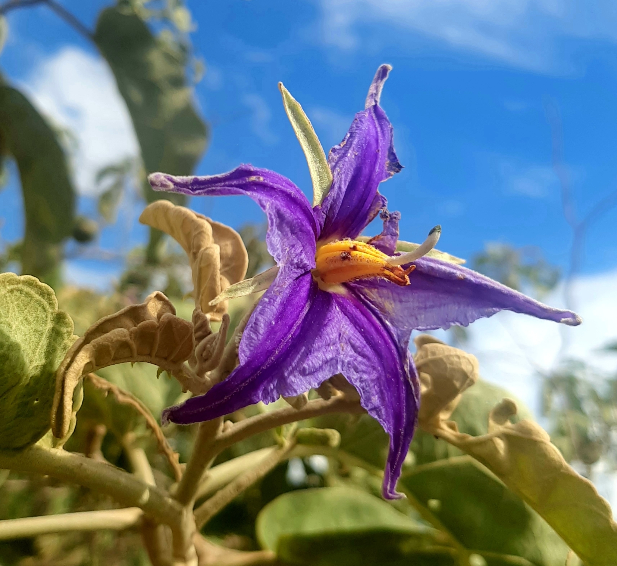 Solanum lycocarpum