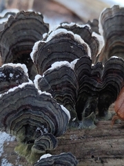 Trametes versicolor