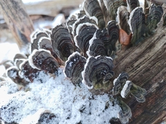 Trametes versicolor