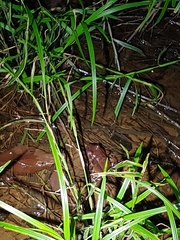 Leptodactylus savagei