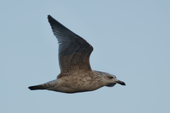 Larus argentatus