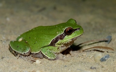 Hyla andersonii