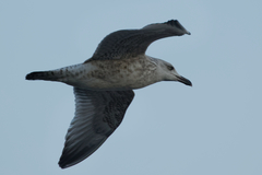 Larus argentatus