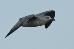 Larus argentatus