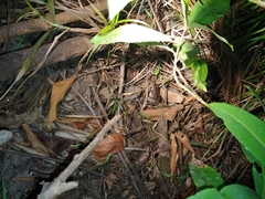 Leptodactylus insularum