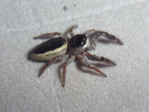 Bagheera kiplingi