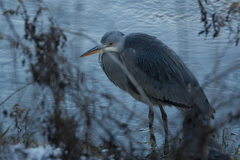 Ardea cinerea