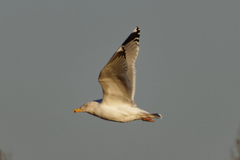 Larus argentatus
