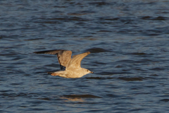 Larus argentatus