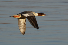 Mergus merganser