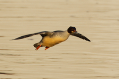 Mergus merganser