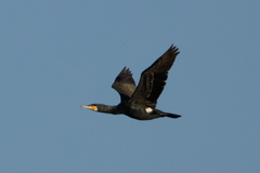 Phalacrocorax carbo