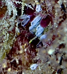 Pycnoclavella
