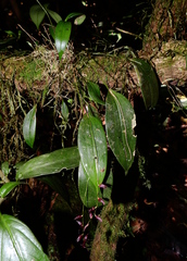 Pleurothallis suspensa