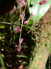 Pleurothallis suspensa