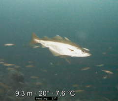 Pollachius pollachius
