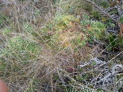 Paepalanthus