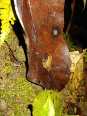 Craugastor stejnegerianus