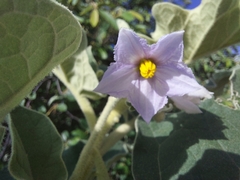 Solanum lichtensteinii