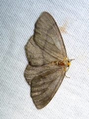 Lambdina pellucidaria