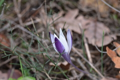 Crocus weldenii