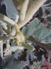 Solanum lichtensteinii
