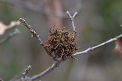 Andricus caputmedusae