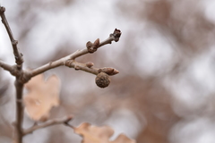 Andricus caliciformis