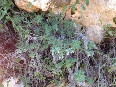 Podonosma orientalis