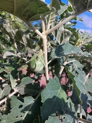 Solanum lichtensteinii