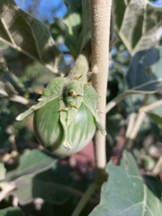Solanum lichtensteinii