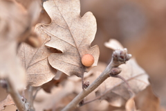 Cynips quercus