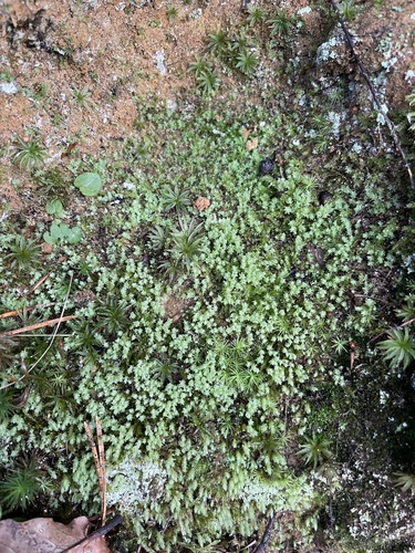 Pohlia cruda