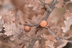 Cynips quercus