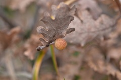 Cynips quercus
