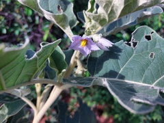 Solanum lichtensteinii