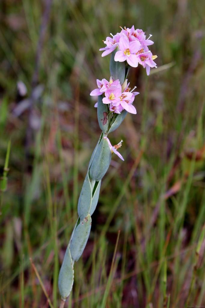 Coutoubeinae