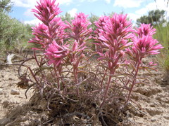 Castilleja angustifolia