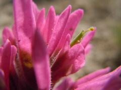 Castilleja angustifolia