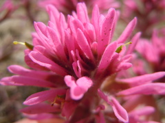 Castilleja angustifolia