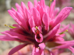 Castilleja angustifolia
