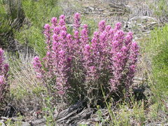 Castilleja angustifolia angustifolia