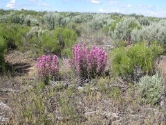 Castilleja angustifolia angustifolia