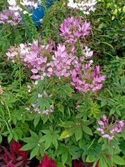 Cleome spinosa