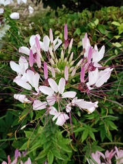Cleome spinosa