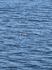 Aechmophorus clarkii