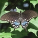 Spicebush Swallowtail - Photo (c) kens18, some rights reserved (CC BY-NC), uploaded by kens18