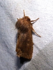 Orthosia garmani